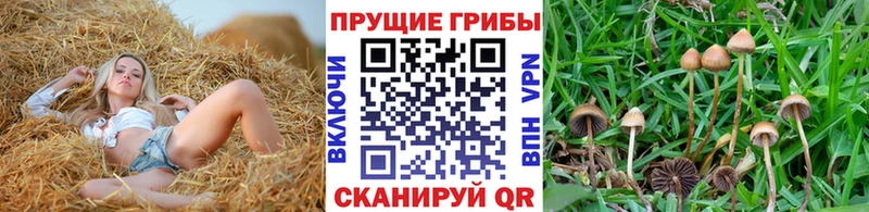 Псилоцибиновые грибы мицелий  Череповец 